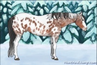 Horse Color:Brown Ice Sabino Splash Tobiano Near Leopard 