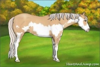 Horse Color:Silver Amber Champagne Sabino Splash Frame 