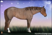 Horse Color:Liver Red Roan 