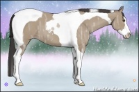 Horse Color:Classic Champagne Ice Sabino Splash Tobiano 