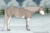 Horse Color:Silver Grullo Ice Sabino Splash
