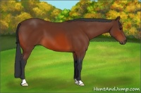 Horse Color:Bay 