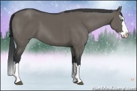 Horse Color:Grullo Sabino Splash 