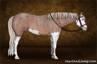 Horse Color:Silver Bay Roan Splash 