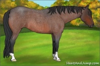 Horse Color:Bay Roan 