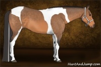 Horse Color:Buckskin Tobiano Frame 