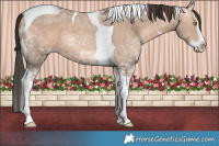 Horse Color:Amber Champagne Ice Sabino Splash Tobiano 