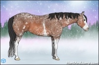 Horse Color:White Spotted Bay Ice Splash 