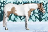 Horse Color:Classic Champagne Splash Tobiano Frame Rabicano 