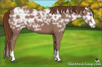 Horse Color:Chestnut Ice Sabino Splash