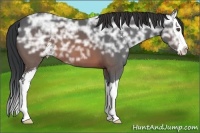 Horse Color:Brown Ice Sabino Splash