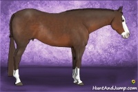 Horse Color:Liver Chestnut Splash Rabicano