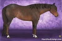 Horse Color:Liver Chestnut Rabicano 