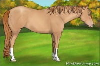 Horse Color:Gold Champagne