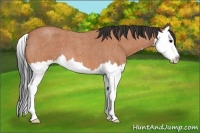 Horse Color:Bay Roan Splash 