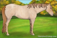 Horse Color:Gold Champagne Roan 