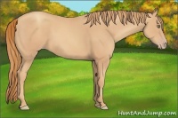 Horse Color:Gold Champagne