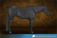 Horse Color:Black Rabicano