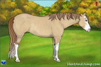 Horse Color:Red Dun Sabino Splash Rabicano