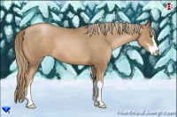 Horse Color:Liver Chestnut Pearl Sabino