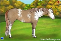 Horse Color:White Spotted Liver Red Dun Splash 