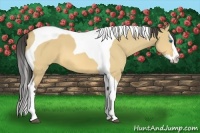 Horse Color:Buckskin Dun Splash Tobiano 