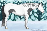 Horse Color:Blue Roan Splash Tobiano