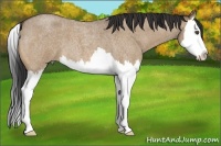 Horse Color:Bay Roan Dun Splash