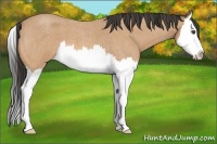 Horse Color:Buckskin Roan Splash