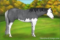 Horse Color:Blue Roan Splash 