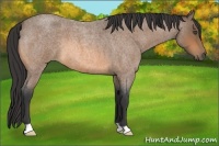 Horse Color:Buckskin Roan