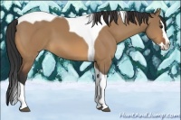 Horse Color:Bay Dun Splash Tobiano 
