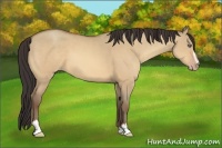 Horse Color:Amber Champagne Dun Sabino
