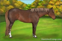 Horse Color:Liver Chestnut Sabino 