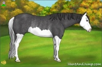 Horse Color:Smoky Black Splash Rabicano 