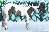 Horse Color:Black Tobiano Rabicano