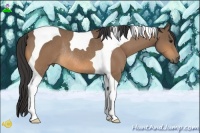 Horse Color:Buckskin Tobiano Rabicano