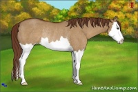 Horse Color:Red Dun Sabino Splash Rabicano