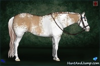 Horse Color:White Spotted Red Dun Splash Rabicano