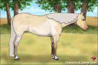 Horse Color:Silver Bay Roan Dun 