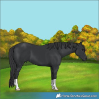 Horse Color:Black 
