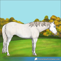 Horse Color:Smoky Creme Roan Splash 