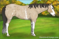Horse Color:White Spotted Buckskin Roan Splash 