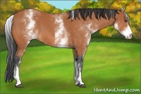 Horse Color:White Spotted Bay