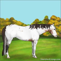 Horse Color:White Spotted Bay Sabino Near Leopard 