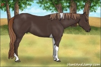 Horse Color:Liver Chestnut Sabino Tobiano 