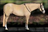 Horse Color:Gold Champagne Sabino Splash 