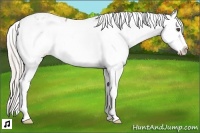 Horse Color:Silver Black Sabino Appaloosa