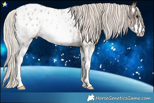 Horse Color:Silver Black Sabino Blanket Rabicano 