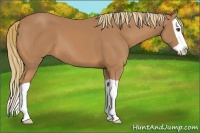 Horse Color:Chestnut Splash